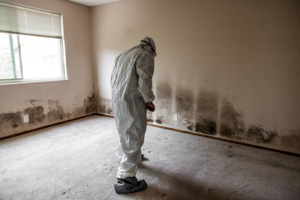Best Attic Mold Remediation in Pagould, AR